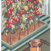 Tomato plants.