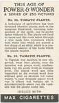 Tomato plants.