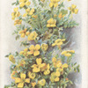 Morisia hyrogaea.