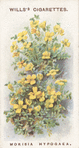 Morisia hyrogaea.