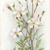 Alpine catchfly.