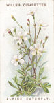 Alpine catchfly.