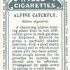 Alpine catchfly.