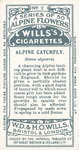 Alpine catchfly.