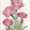 Alpine pink.