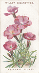 Alpine pink.