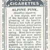 Alpine pink.