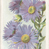 Fleabane.