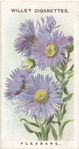 Fleabane.