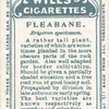 Fleabane.