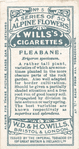 Fleabane.