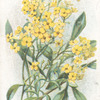 Yellow alyssum.