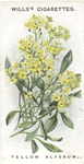 Yellow alyssum.