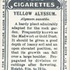 Yellow alyssum.