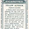 Yellow alyssum.