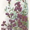 Rock-cress.