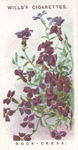 Rock-cress.