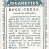 Rock-cress.
