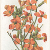 Alpine wall-flower.