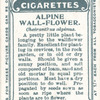 Alpine wall-flower.