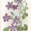 Wall harebell.