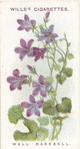 Wall harebell.
