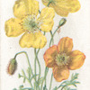 Alpine poppy.