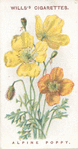 Alpine poppy.