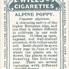 Alpine poppy.