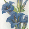 Gentianella.