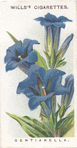 Gentianella.