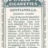 Gentianella.