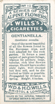 Gentianella.