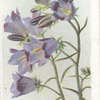 Campanula Baumgarten.