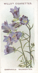 Campanula Baumgarten.