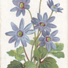 Hepatica.