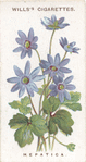 Hepatica.