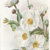 Shortia galacifolia.