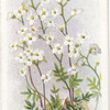 Noccaea Alpina.