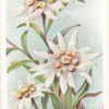 Edelweiss.
