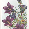 Thyme-leaved harebell.