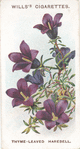 Thyme-leaved harebell.