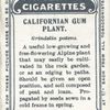 Californian gum plant.