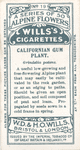 Californian gum plant.
