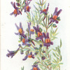 Alpine toadflax.