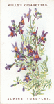 Alpine toadflax.