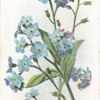 Alpine forget-me-not.