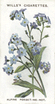 Alpine forget-me-not.