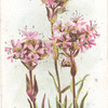 Alpine campion.