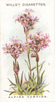 Alpine campion.